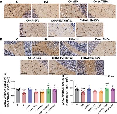 Extracellular Vesicles From Hyperammonemic Rats Induce Neuroinflammation in Cerebellum of Normal Rats: Role of Increased TNFα Content